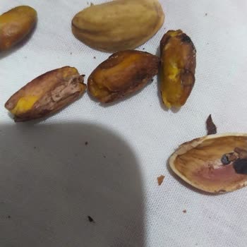 Amigo Kuruyemişlerinin Kalitesi Hayal Kırıklığı Yarattı