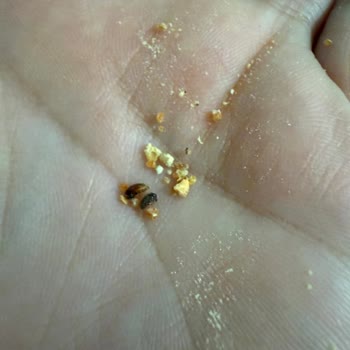 Keçi Sütlü Bebek Tarhanasında Böcek Şoku