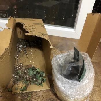 Sevgililer Günü Çiçek Siparişim Tam Bir Hayal Kırıklığı!