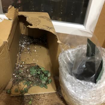 Sevgililer Günü Çiçek Siparişim Tam Bir Hayal Kırıklığı!