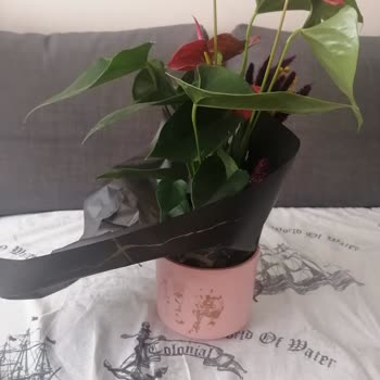 Yanlış Ve Eksik Teslimat Kabusu: Çiçek Sepeti Hayal Kırıklığı