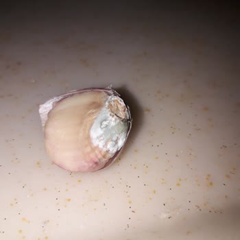 Gürmar'dan Aldığım Ürünler Hayal Kırıklığı Yarattı!