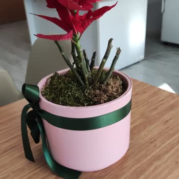 Hasarlı Çiçek Teslimatı Ve Çözüm Eksikliği