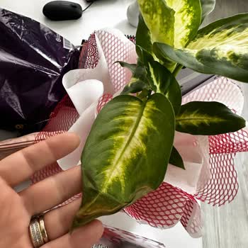 Hasta Ziyareti İçin Aldığım Çiçek Bozuk Çıktı, Mağduriyetim Giderilmedi