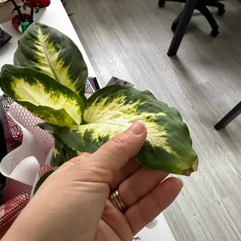 Hasta Ziyareti İçin Aldığım Çiçek Bozuk Çıktı, Mağduriyetim Giderilmedi
