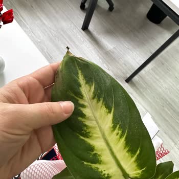 Hasta Ziyareti İçin Aldığım Çiçek Bozuk Çıktı, Mağduriyetim Giderilmedi