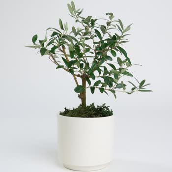 Yanlış Ürün Gönderimi Ve İlgisiz Müşteri Hizmetleri