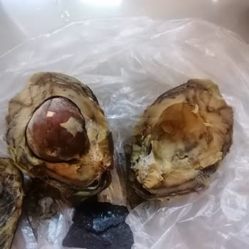 Çürümüş Avokado Ve Yetersiz Müşteri Hizmetleri