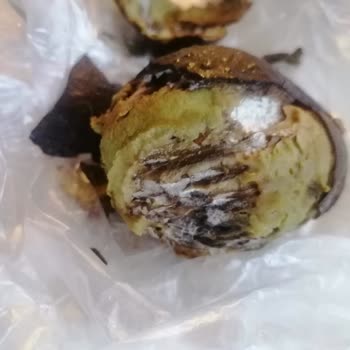 Çürümüş Avokado Ve Yetersiz Müşteri Hizmetleri