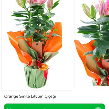 Taze Çiçek | Tazecicek.com Beklentileri Karşılamayan Çiçek Teslimatı