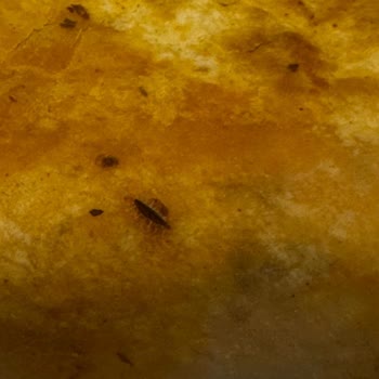 Dürüme Böcek Şoku: Sağlığımız Tehlikede