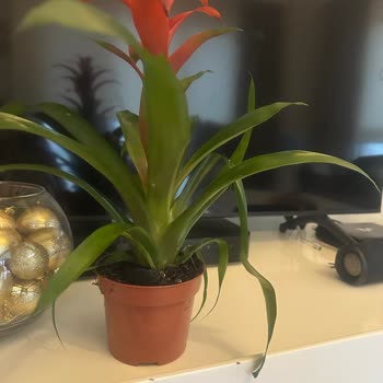 Çiçek Sepeti Siparişimdeki Hayal Kırıklığı: Böcekli Çiçek Ve Yanlış Saksı!