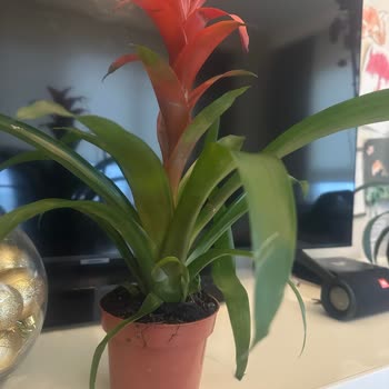 Çiçek Sepeti Siparişimdeki Hayal Kırıklığı: Böcekli Çiçek Ve Yanlış Saksı!