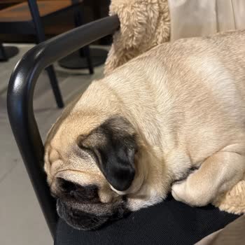 Kahve Dünyası Evcil Hayvan Ayrımcılığına Karşı Tepkim!