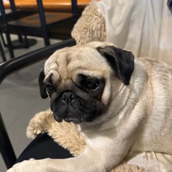 Kahve Dünyası Evcil Hayvan Ayrımcılığına Karşı Tepkim!