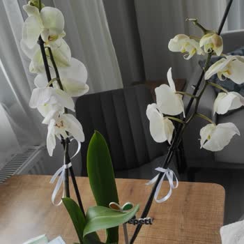 Kırık Çiçek Ve İade Sürecindeki Sorunlar