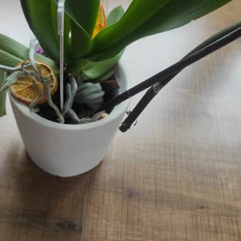 Kırık Çiçek Ve İade Sürecindeki Sorunlar