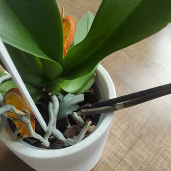 Kırık Çiçek Ve İade Sürecindeki Sorunlar