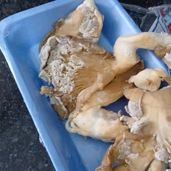 Çürük İstiridye Mantarı Hayal Kırıklığı Yarattı
