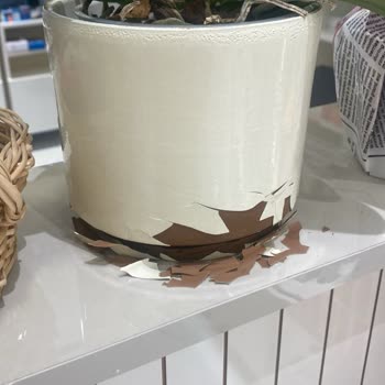 Kırık Saksıyla Gelen Hayal Kırıklığı