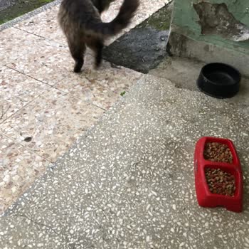 Eco Love Kalitesiz Mama