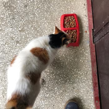 Eco Love Kalitesiz Mama