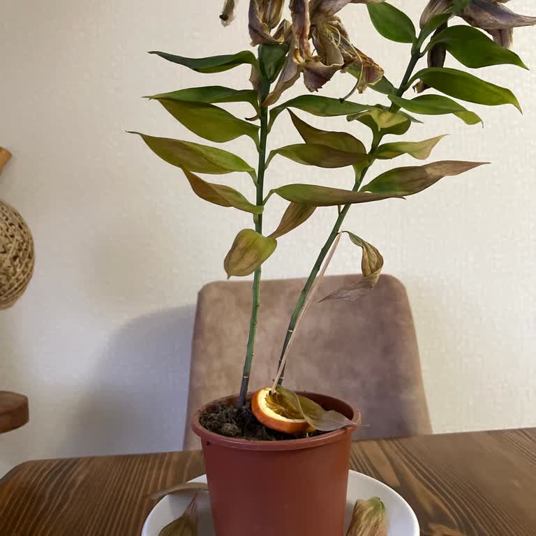 Solmuş Çiçeklerle Hayal Kırıklığı