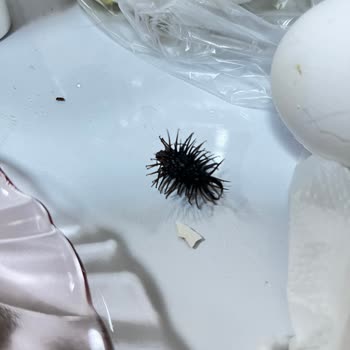 Zeytin İçinden Çıkan Böcek Ve Firma İlgisizliği