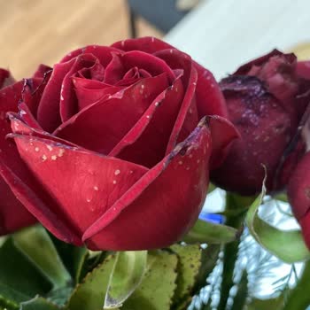 Çürümüş Güller Ve İlgisiz Müşteri Hizmeti