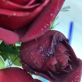 Çürümüş Güller Ve İlgisiz Müşteri Hizmeti