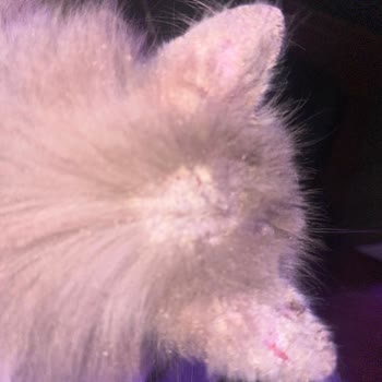 Yanlış Teşhis Ve Etkisiz Tedavi: Kedimin Sağlığı Tehlikede