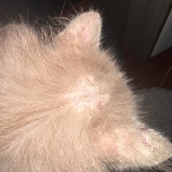 Yanlış Teşhis Ve Etkisiz Tedavi: Kedimin Sağlığı Tehlikede