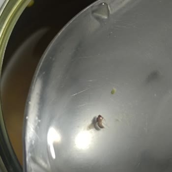 Mısır Konservesinde Böcek Şoku