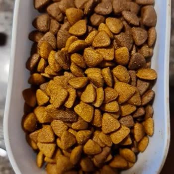 Felicia Mama Renk Ve Koku Sorunu