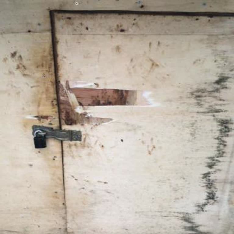 Tehlikeli Sokak Köpekleri: Acil Müdahale Gerekiyor!