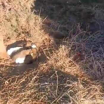 Tehlike Altındaki Çocuklar: Acil Müdahale Gerekiyor!