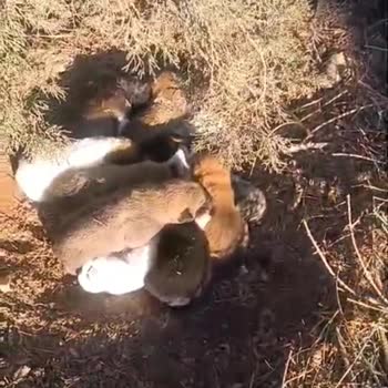 Tehlike Altındaki Çocuklar: Acil Müdahale Gerekiyor!