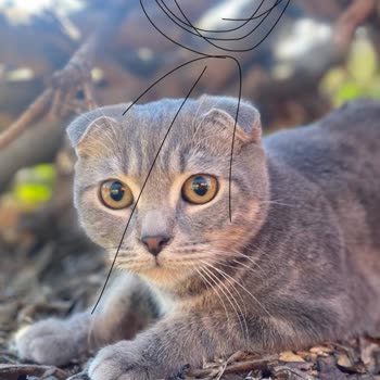 İzinsiz Çekilen Para İadesi Talebi