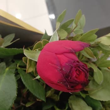 Solmuş Güller Ve Yetersiz Hizmet: Para İadesi Talebi