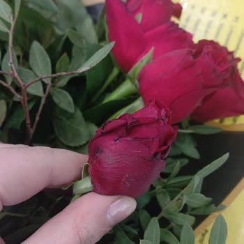 Solmuş Güller Ve Yetersiz Hizmet: Para İadesi Talebi