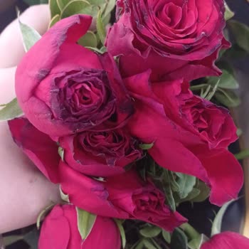 Solmuş Güller Ve Yetersiz Hizmet: Para İadesi Talebi