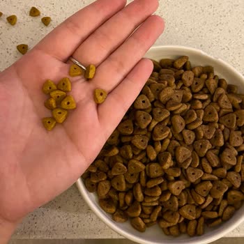 Kedimin Reddettiği Kötü Kokulu Mama