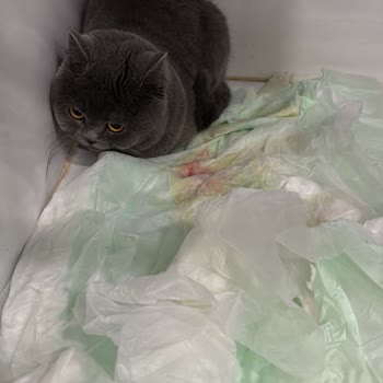 Purina One Mama Kedimi Kronik Hasta Etti