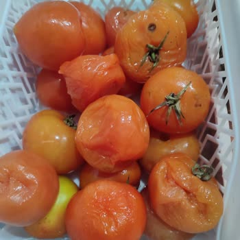 Bosch Buzdolabında Bitmeyen Arızalar Ve Hayal Kırıklığı