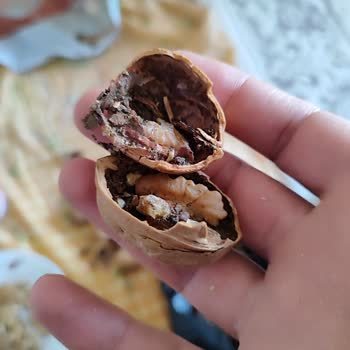 Bozuk Cevizler Ve Eksik Fiş Sorunu