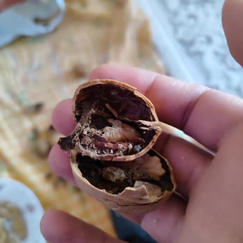 Bozuk Cevizler Ve Eksik Fiş Sorunu