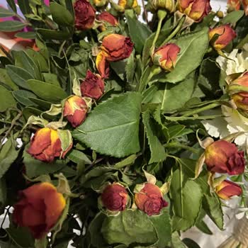 Sevgililer Günü İçin Beklenen Çiçek Hayal Kırıklığı