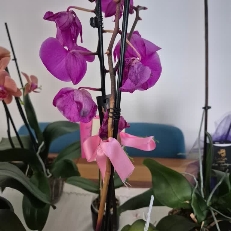 Çiçek Sepeti Yağmurlu Hava Nedeniyle Zarar Gören Çiçek Ve İade Süreci Sorunu