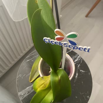 Orkide Siparişimde Hayal Kırıklığı