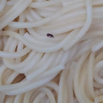 Oba Makarnada Hijyen Skandalı: Böcekli Ürünler!